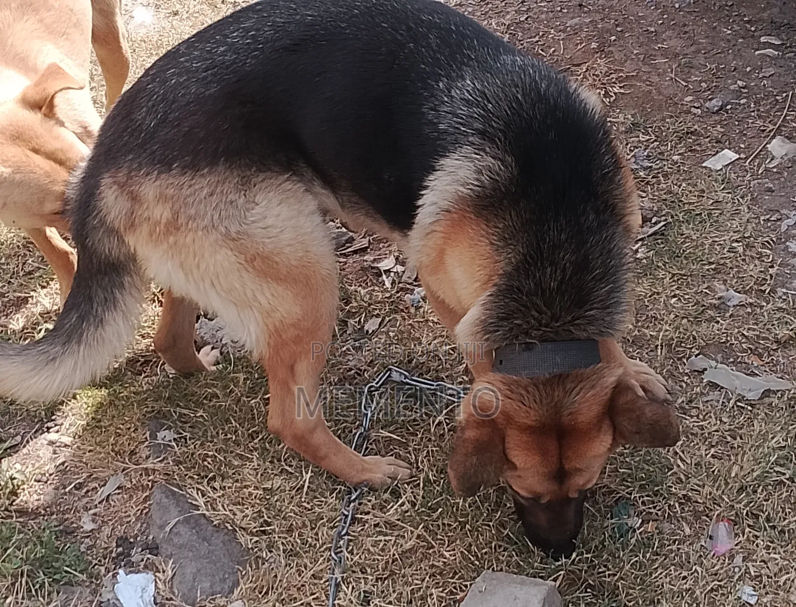 1+ year Female Purebred German Shepherd