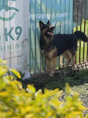 6-12 months Male Purebred German Shepherd