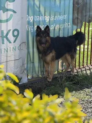 Photo - 6-12 months Male Purebred German Shepherd