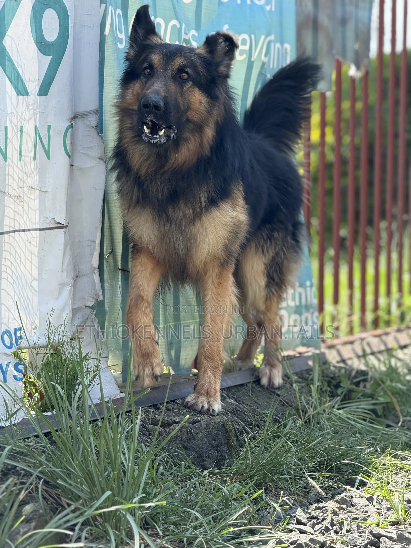 6-12 months Male Purebred German Shepherd
