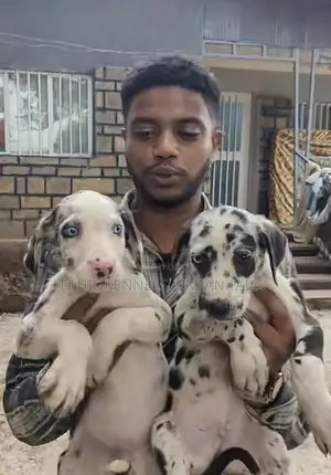 1-3 months Male Purebred Great Dane