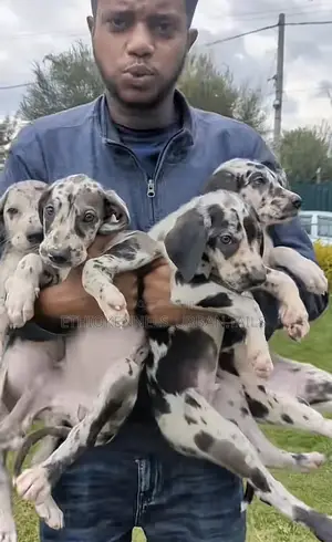 1-3 months Male Purebred Great Dane