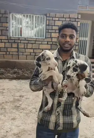 Photo - 1-3 months Male Purebred Great Dane