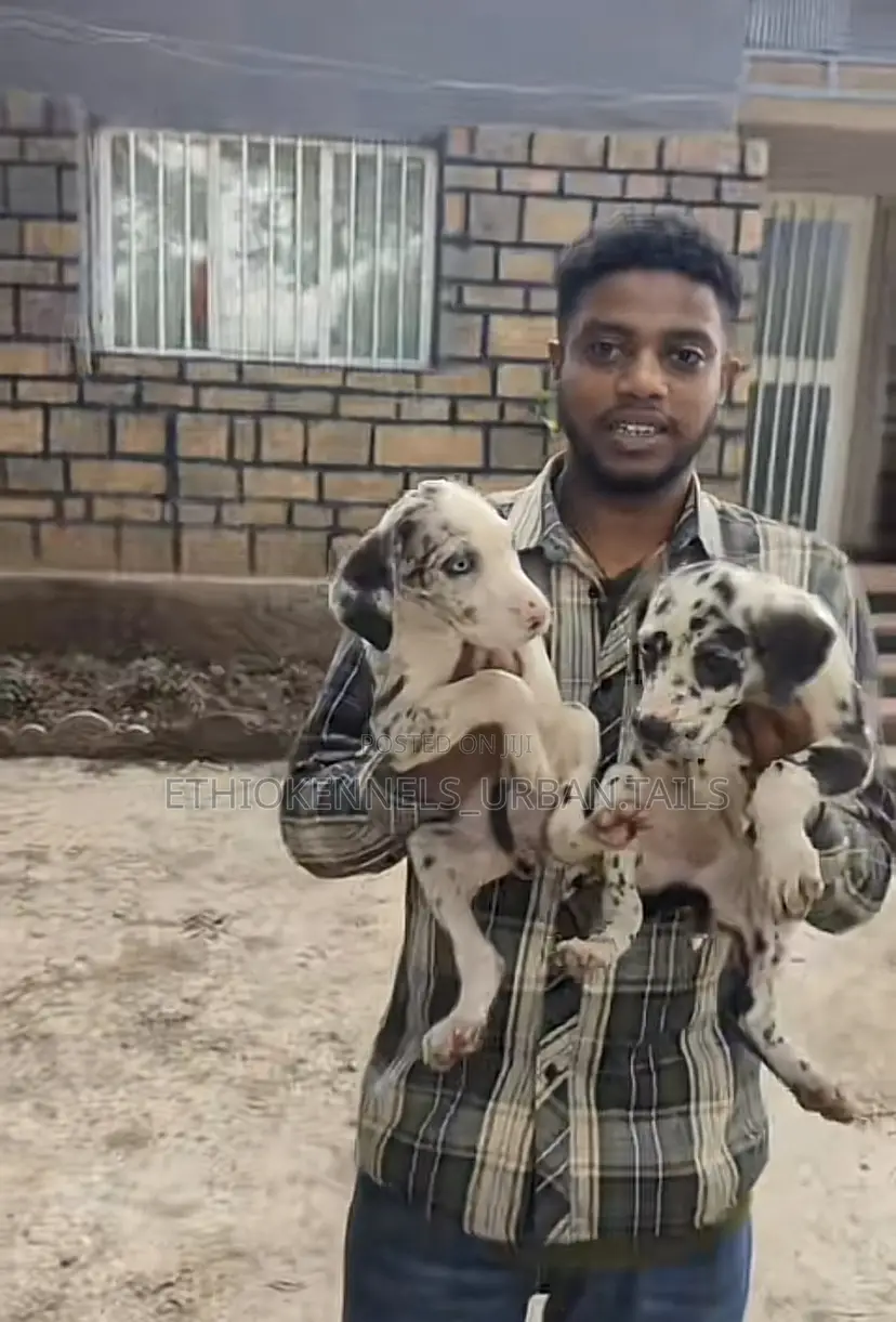 1-3 months Male Purebred Great Dane