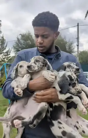 1-3 months Male Purebred Great Dane