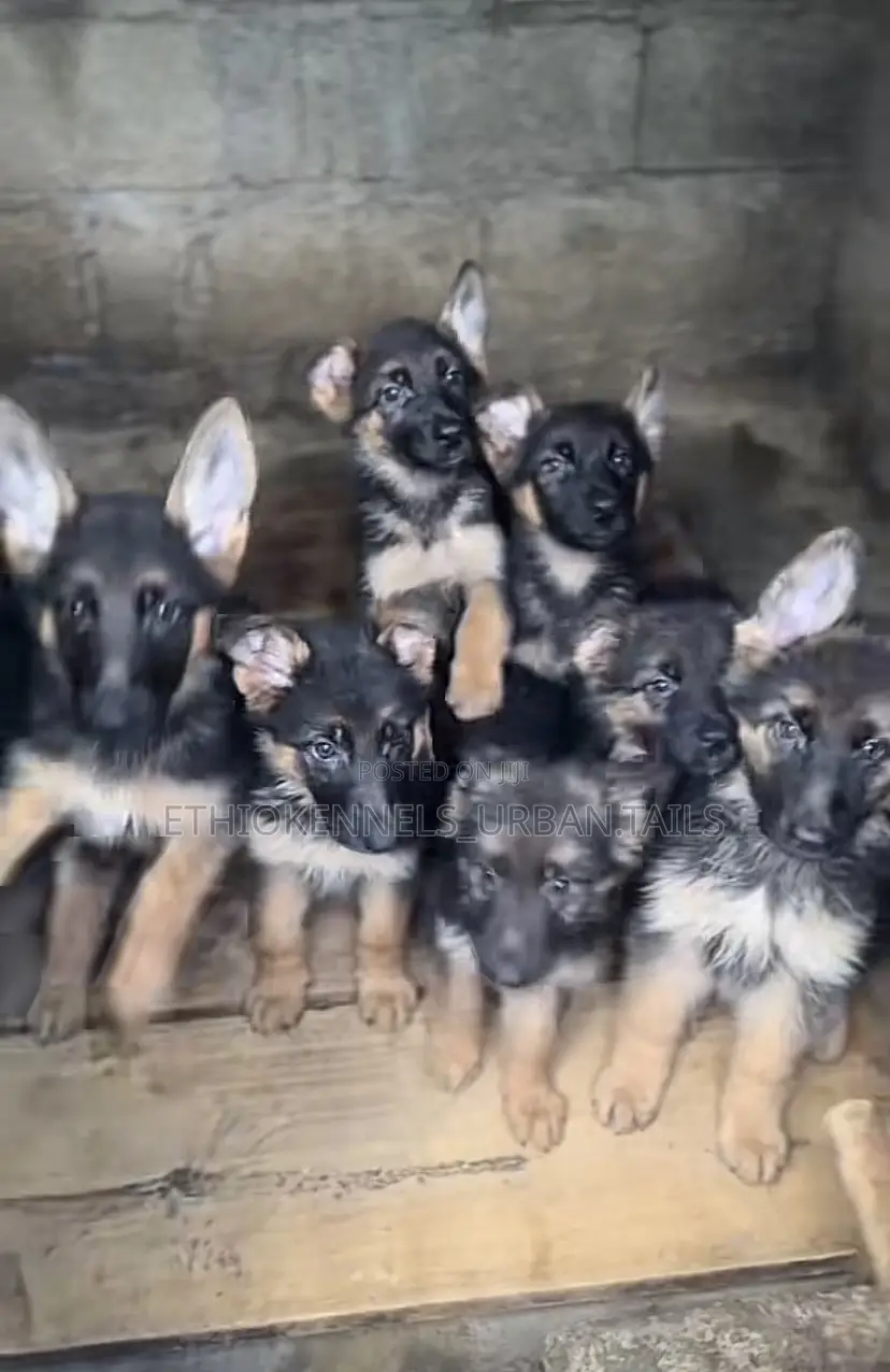 1-3 months Male Purebred German Shepherd