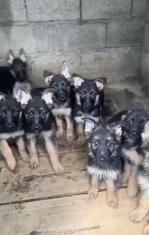 1-3 months Male Purebred German Shepherd