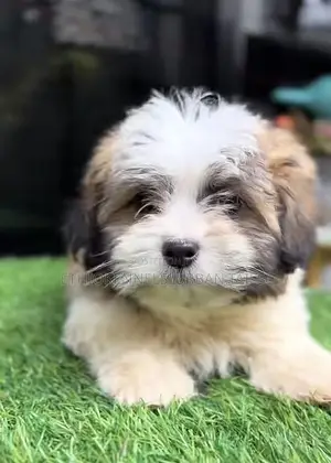Photo - 1-3 months Male Mixed Breed Maltese