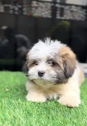 1-3 months Male Mixed Breed Maltese