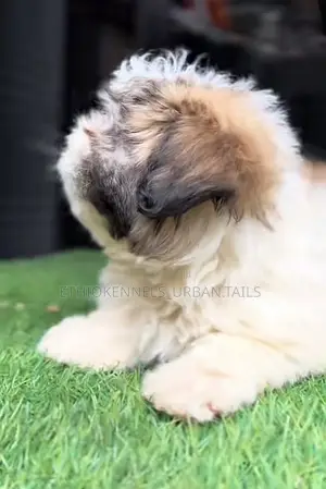 1-3 months Male Mixed Breed Maltese