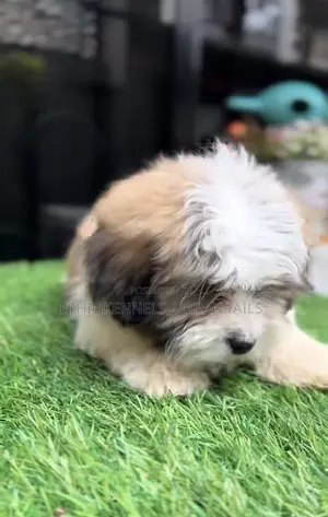 1-3 months Male Mixed Breed Maltese