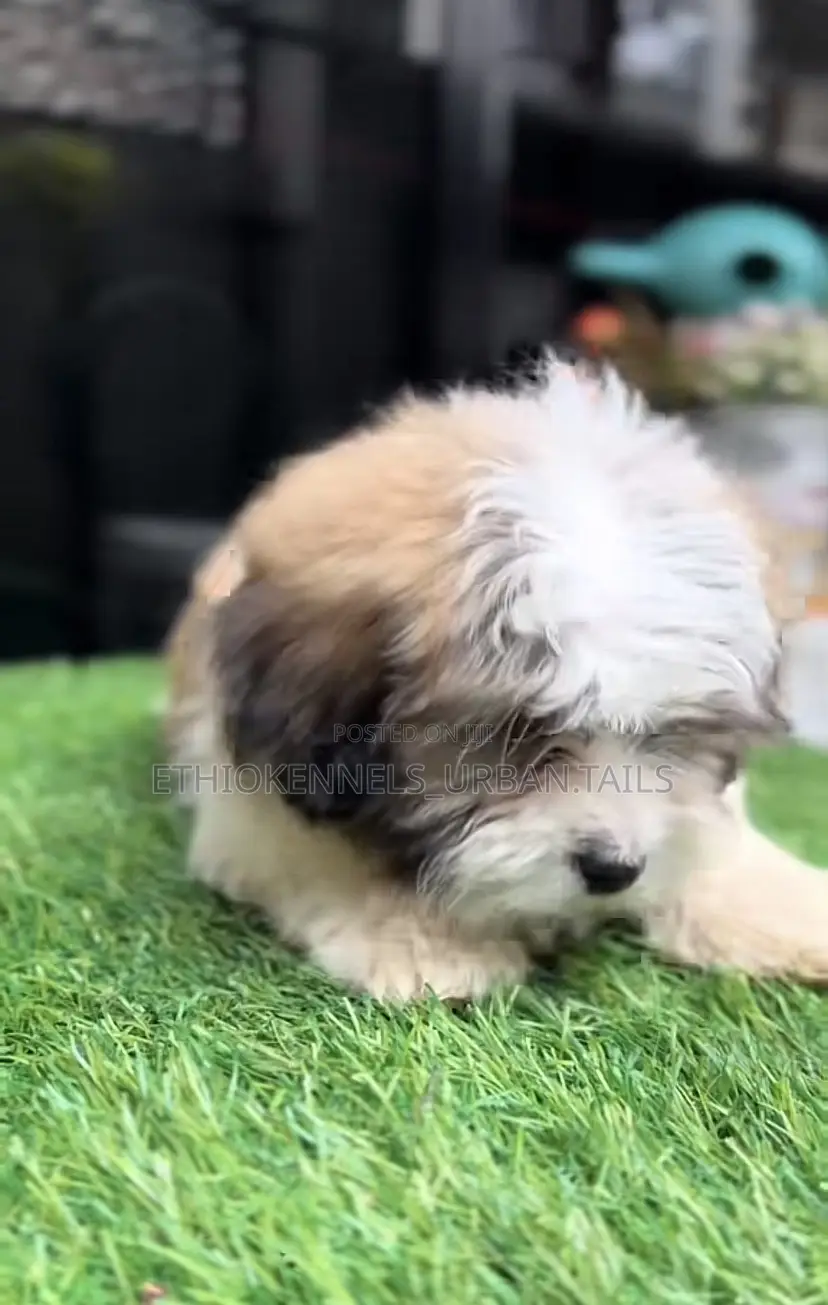 1-3 months Male Mixed Breed Maltese