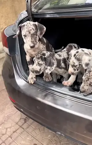 Photo - 1-3 months Male Purebred Great Dane