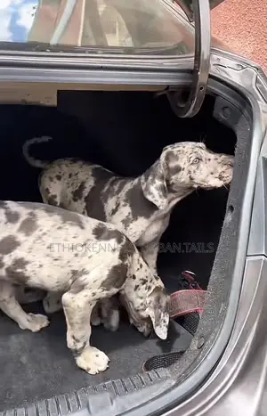 1-3 months Male Purebred Great Dane