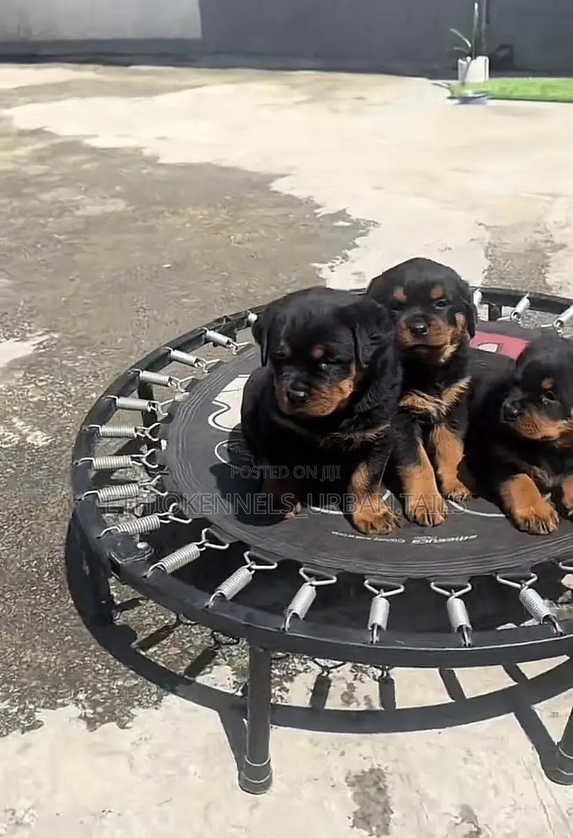 1-3 months Male Purebred Rottweiler