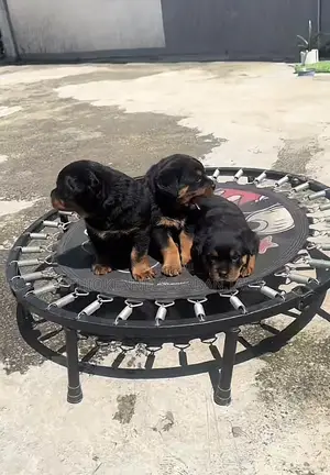 1-3 months Male Purebred Rottweiler