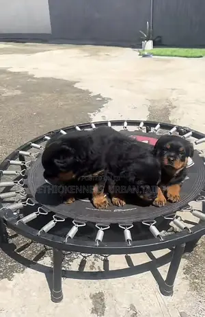 1-3 months Male Purebred Rottweiler