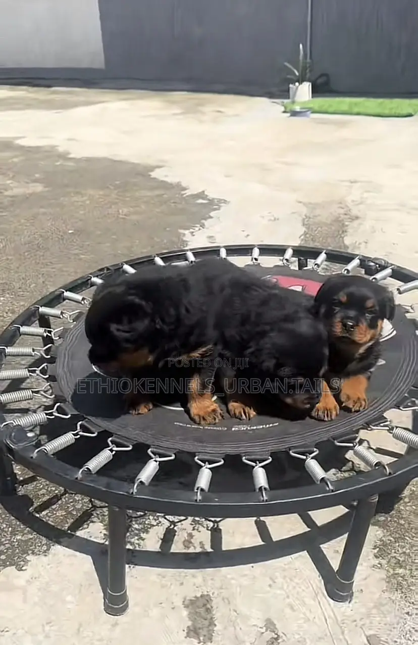 1-3 months Male Purebred Rottweiler