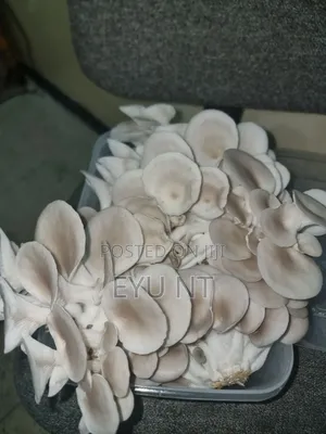 Fresh Oyster Mushroom