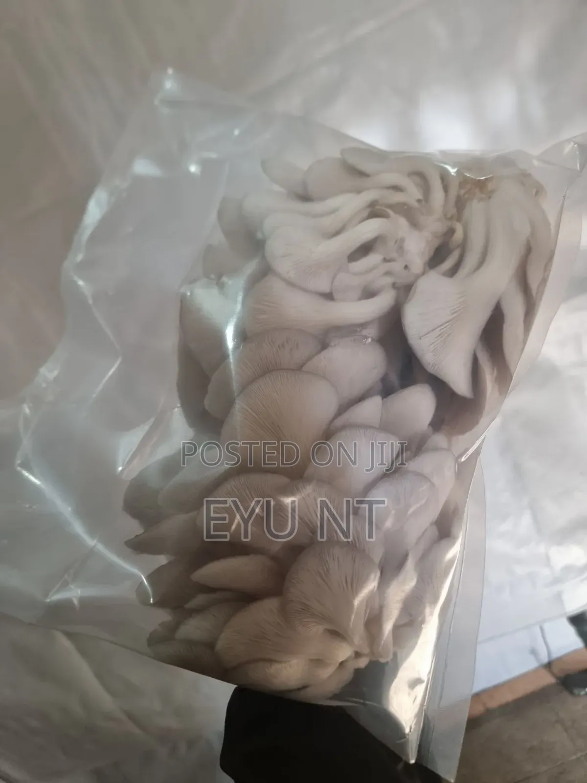 Fresh Oyster Mushroom