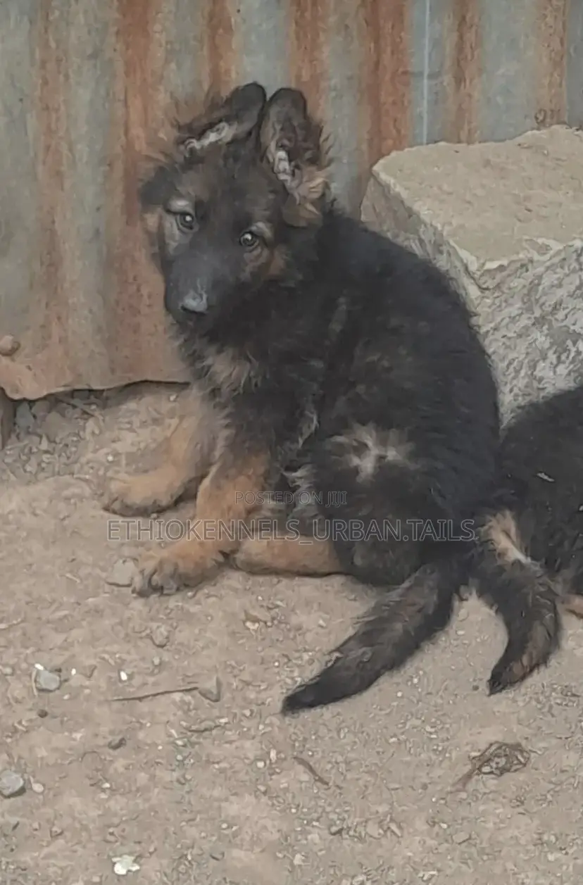 1-3 months Male Purebred German Shepherd