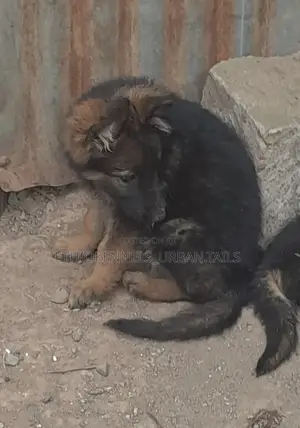 1-3 months Male Purebred German Shepherd