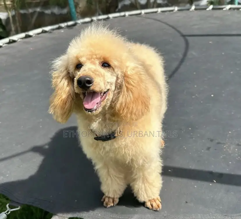 6-12 months Male Purebred Poodle