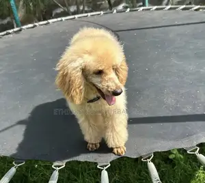6-12 months Male Purebred Poodle