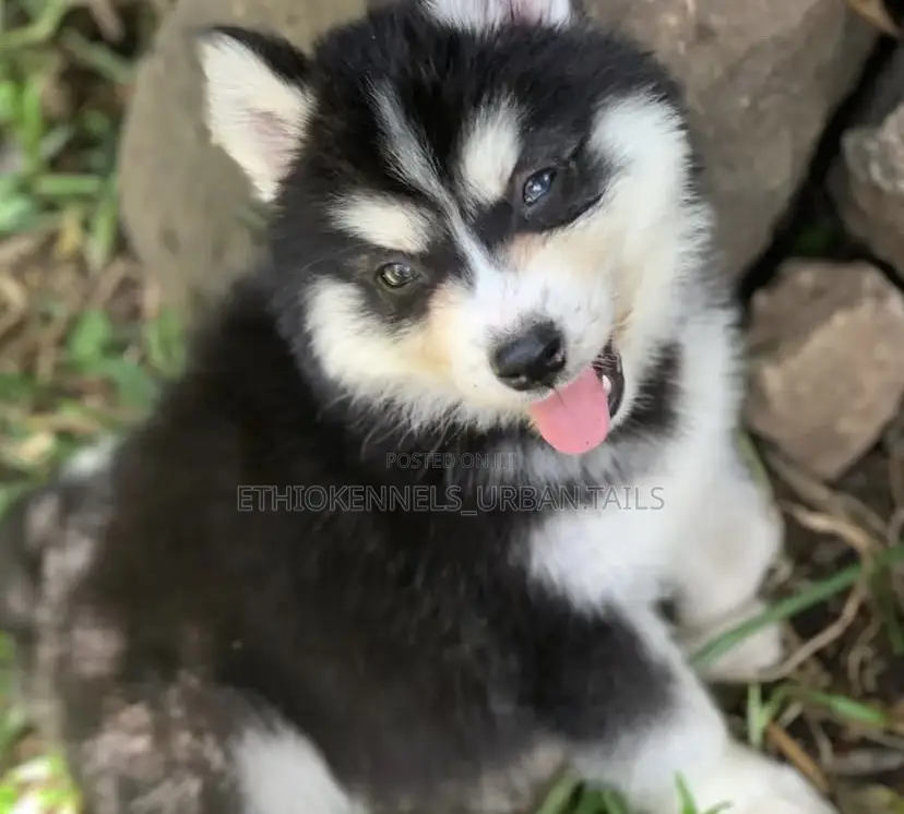 1-3 months Male Purebred Siberian Husky