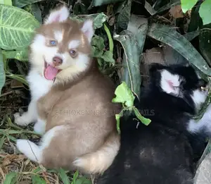 Photo - 1-3 months Male Purebred Siberian Husky