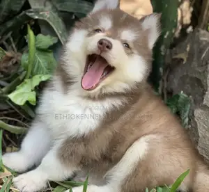 1-3 months Male Purebred Siberian Husky