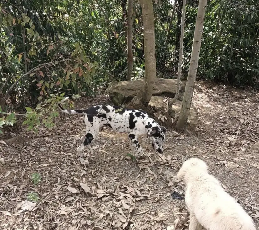 6-12 months Male Purebred Great Dane