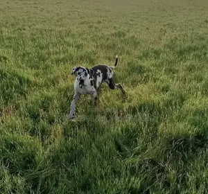 Photo - 6-12 months Male Purebred Great Dane