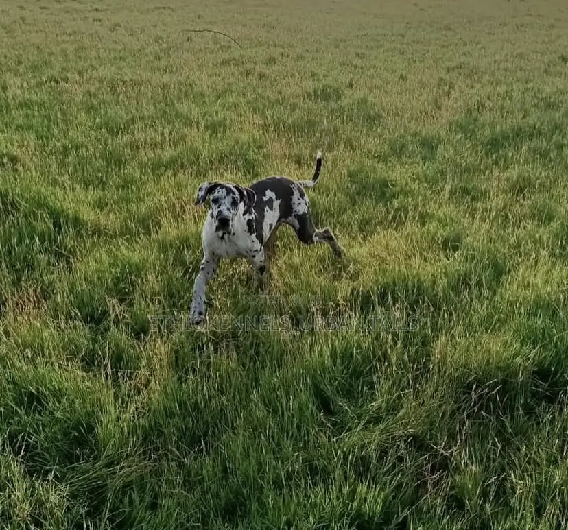 6-12 months Male Purebred Great Dane