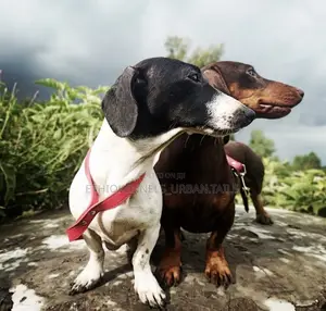 Photo - 1-3 months Male Purebred Dachshund