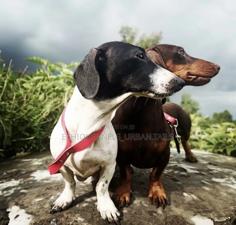 1-3 months Male Purebred Dachshund
