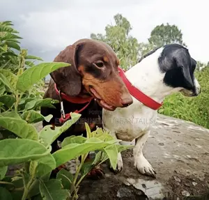 1-3 months Male Purebred Dachshund