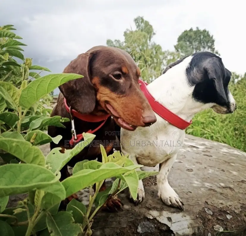 1-3 months Male Purebred Dachshund