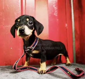 1-3 months Male Purebred Dachshund