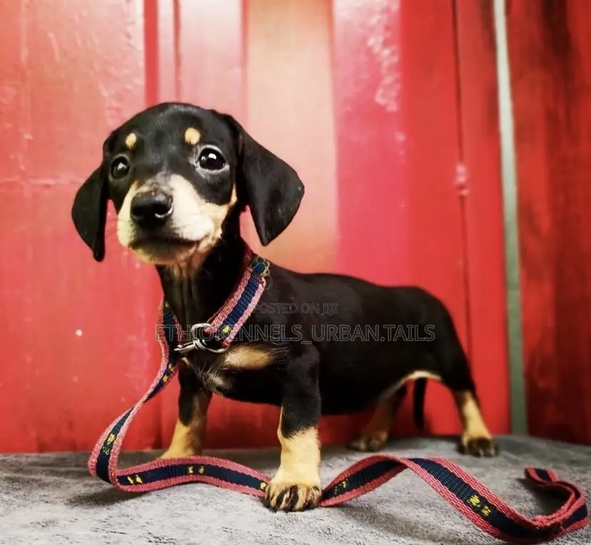 1-3 months Male Purebred Dachshund