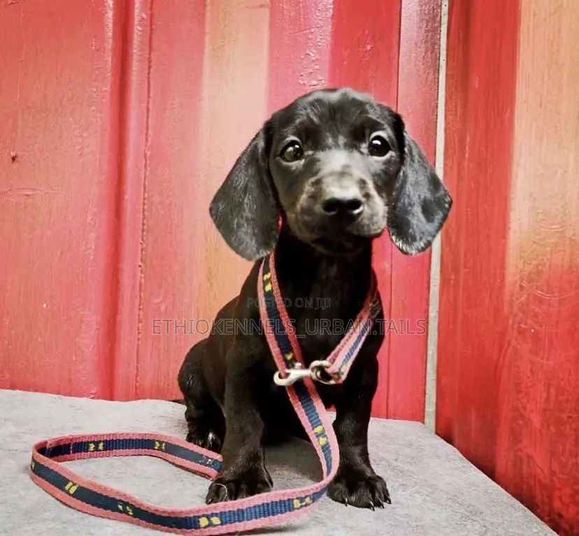 1-3 months Male Purebred Dachshund