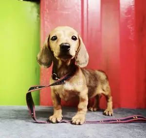 1-3 months Male Purebred Dachshund