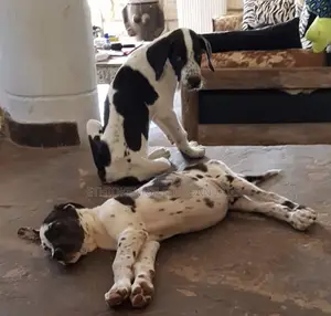 1-3 months Male Purebred Great Dane