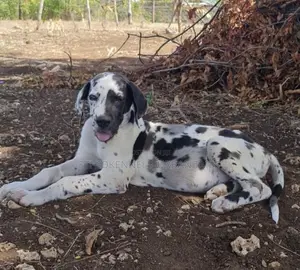 Photo - 1-3 months Male Purebred Great Dane
