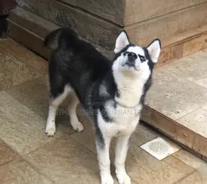 Photo - 3-6 months Male Purebred Siberian Husky