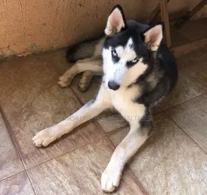 3-6 months Male Purebred Siberian Husky