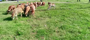 We Supply Goat and Sheep