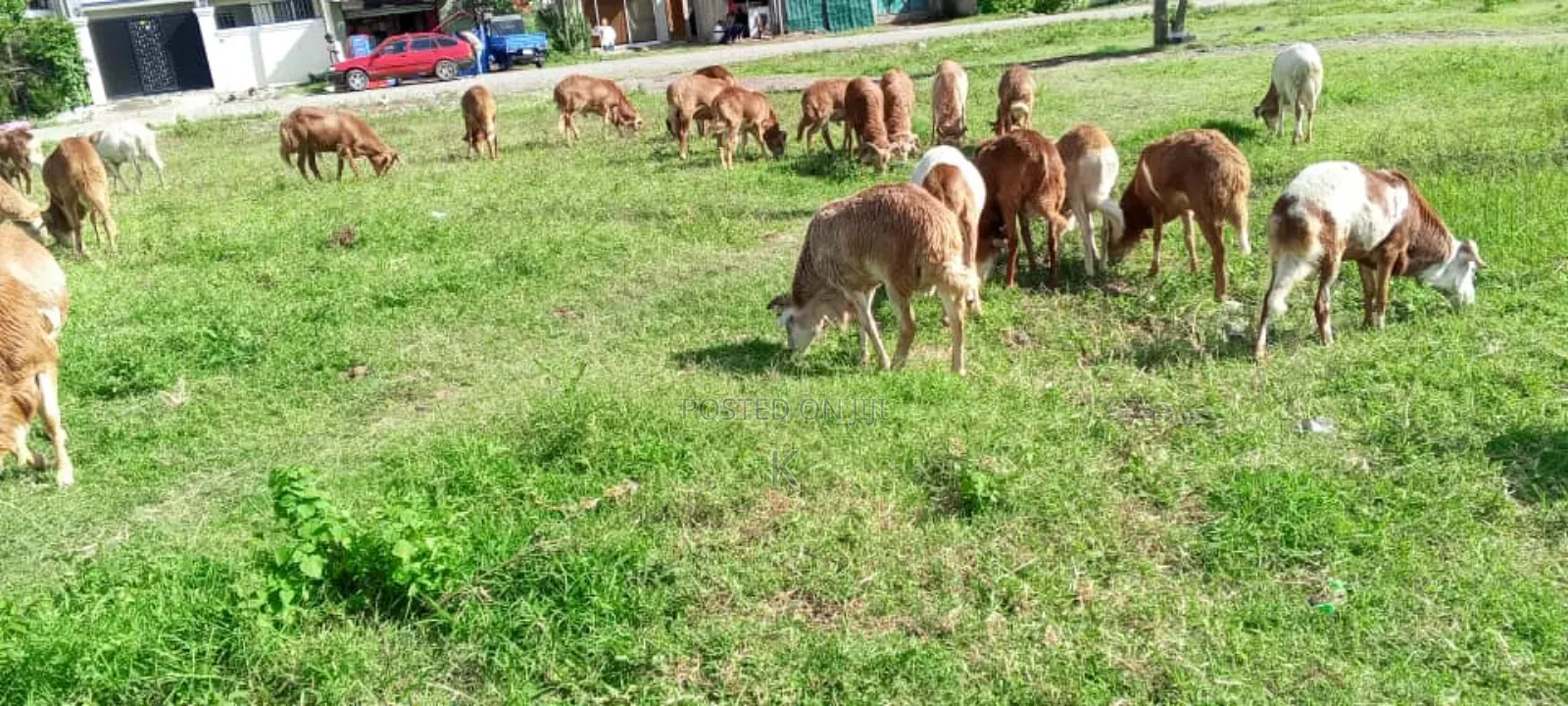 We Supply Goat and Sheep