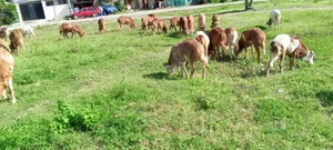 We Supply Goat and Sheep