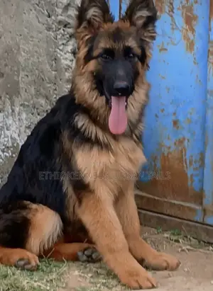 3-6 months Male Purebred German Shepherd